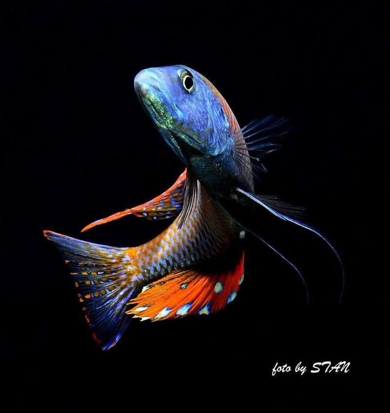 Dimidiochromis compressiceps